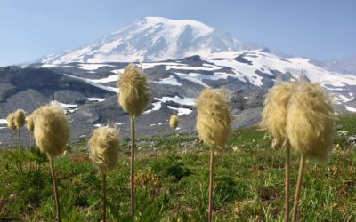 What are the “Dr. Seuss Flowers” in the mountains?