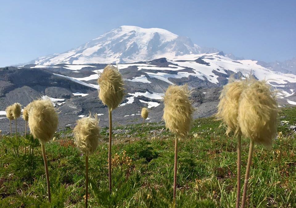 Six off-white "floof" flowers sit in a field with glacier covered Mt. Rainier and rolling rocky hills in the background. The floofs look just like Dr. Seuss flowers.