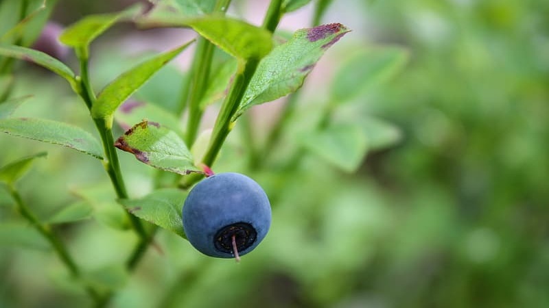 A single blueberry sits in front of a green background.
