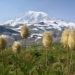 Six off-white "floof" flowers sit in a field with glacier covered Mt. Rainier and rolling rocky hills in the background. The floofs look just like Dr. Seuss flowers.